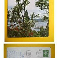 Insel Mainau im Bodensee, Dracaenengruppe [1960] - (D-H-D-BY59)