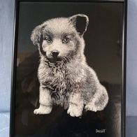 Bild Druck Hund - Droguet Glasbilderrahmen Maße ca. 35,5 x 28 cm