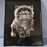 Bild Druck Katze - Droguet Glasbilderrahmen Maße ca. 35,5 x 28 cm