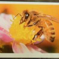 Bild 74 " Honigbiene "
