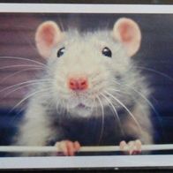 Bild 122 " Ratte "