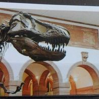 Bild 144 " T. Rex 2 "