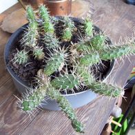 Kakteen Kaktus Winterhart Opuntia Fragilis in 20cm Schale