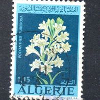 Algerien Nr. 591 gestempelt (2528)