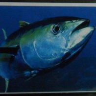 Bild 10 " Thunfisch " - Duplo
