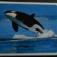 Bild 26 " Orca " - Duplo