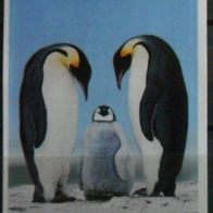 Bild 40 " Kaiserpinguin " - Duplo