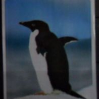 Bild 42 " Adeliepinguin " Duplo