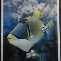 Bild 18 " Rotmeer Picasso - Drückerfisch " - Kinderriegel