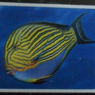 Bild 31 " Blaustreifen - Doktorfisch " - Kinderriegel