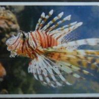 Bild 32 " Rotfeuerfisch " - Kinderriegel