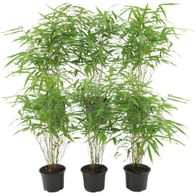 Fargesia Rufa Bambuspflanzen 6 Stücke Ø12cm 25cm