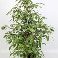 Künstliche Pflanze Ficus, 1008 Blätter, Grün – Linder Exclusiv