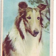 WS Verlag Fernsehserie Lassie # 1