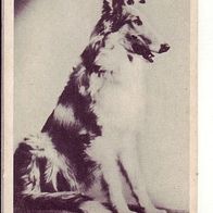 WS Verlag Fernsehserie Lassie # 7