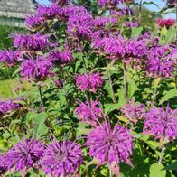 Dunkellila Monarde Indianernessel ca. 30 Samen Permakulturhof Naturgarten