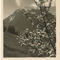 alte AK Pfingsten 1959, blühender Baum vor den Bergen