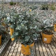 Eucalyptus / Busch Kugel / Eukalyptusbaum, 35 40cm Pflanze