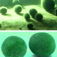 Algenkiller Moosball immergrün bis 1/4 Meter groß / Eine Wasserpflanze