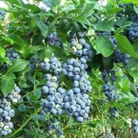Heidelbeeren Pflanzen / winterharte blühende Obstgehölze Obststräucher