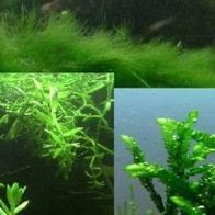 Wassermoose winterharte Schwimmpflanzen für den Gartenteich immergrüne