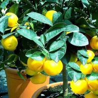 Winterhärteste Zitrusfrucht der Welt ! winterharter Orangenbaum