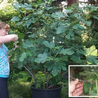 Obstbaum Gebirgsfeige Samen / winterharte exotische blühende Obstbäume