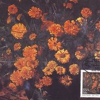 3) South Africa (RSA) - Maximum Card 1985 - MiNr. 668 - Pic-Still life with marigolds