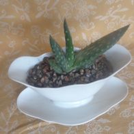 Sukkulente Aloe ParadisicumJurasic Dino in Porzellan Gefäß