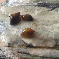 100 Blasenschnecken Futterschnecken