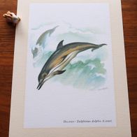 Delphin * Kunstdruck . Poster . Bild . Wand-Dekoration