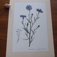 Kornblume . Centaurea Cyranus * Kunstdruck, Poster, Bild, Dekoration