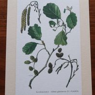 Schwarzerle * Alnus glutinosa . Kunstdruck . Poster . Bild. Dekoration