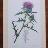 Wollige Kratzdistel * Cirsium eriophorum * Kunstdruck, Poster, Bild, Dekoration