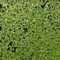 Wasserlinsen, 20g, Lemna minor, Algenfresser, Algenkiller, Grünfutter, Entengrütze,