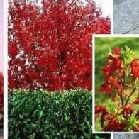 Amberbaum Samen / winterharte blühende Laubbäume Exoten für den Garten