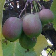 Winterharte Kiwi A. arguta Samen / Pflanzen für das Gewächshaus den
