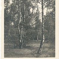 alte AK Pfingsten vor 1945, Im Wald, Birken