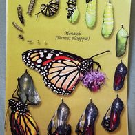 Leinenplakat Tafel Lebenslauf eines Falters Umweltbildung