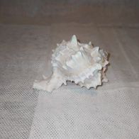 Vintage Dekoration "Muschel"