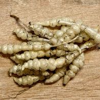 Knollenziest 15 Knollen zum Pflanzen winterhartes Gemüse