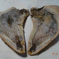 Fossiler Fisch aus der Unter-Trias von Madagaskar
