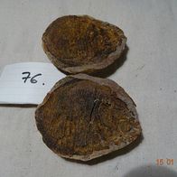 Fossiler Fisch aus der Unter-Trias von Madagaskar