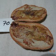 Fossiler Fisch aus der Unter-Trias von Madagaskar