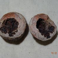 Baby-Ammoniten aus der Unter-Trias von Madagaskar