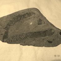 Spurenfossil Wurmbauten aus dem Ober-Perm von Tansania