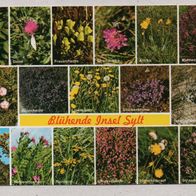 h27) BRD - AK - Blühende Insel Sylt