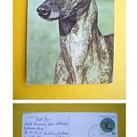 Hunde - Greyhound - 1979 - (D-H-Motiv 40)