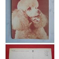 Hunde - Weißer Pudel- 1977 - (D-H-A5-20)