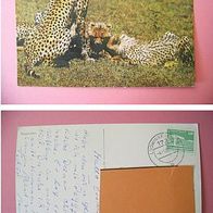 Raubkatzen - Großkatzen - Geparden - 1982 - (D-H-Motiv62)